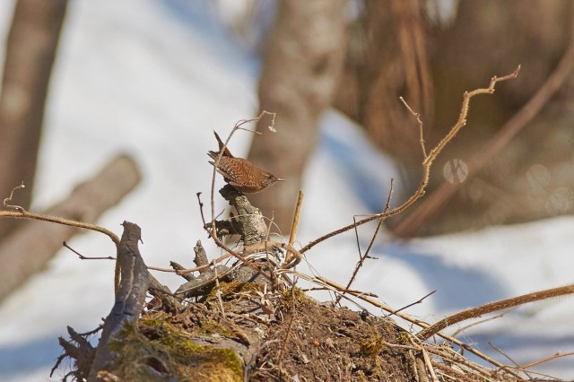 Крапивник
Фотограф: VictorV
Winter Wren
Просмотров: 719
Комментариев: 2