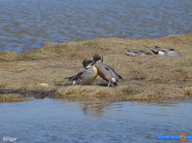 шилохвость

Просмотров: 546
Комментариев: 0