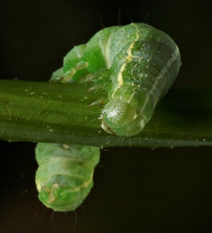 DSC01954
Фотограф: Сергей Буркацкий

Просмотров: 584
Комментариев: 0