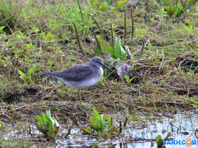 сибирский пепельный улит

Просмотров: 823
Комментариев: 0