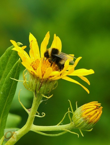 ***
Фотограф: Сергей Буркацкий

Просмотров: 691
Комментариев: 0