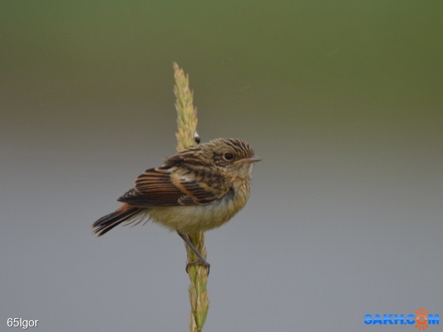 чекан- слёток

Просмотров: 301
Комментариев: 0
