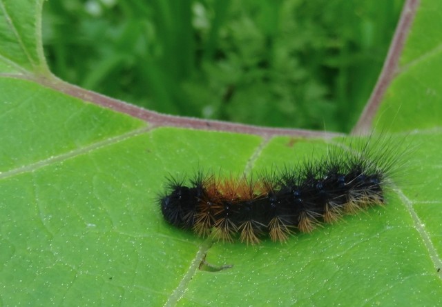 DSC01490
Фотограф: Сергей Буркацкий

Просмотров: 482
Комментариев: 0