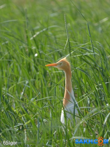 египетская цапля
сахалин корсаковский р-н

Просмотров: 606
Комментариев: 0