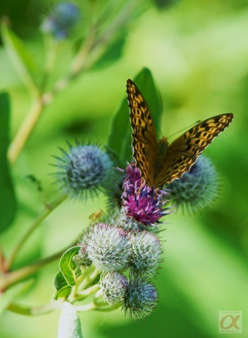 ***
Фотограф: Сергей Буркацкий

Просмотров: 659
Комментариев: 0