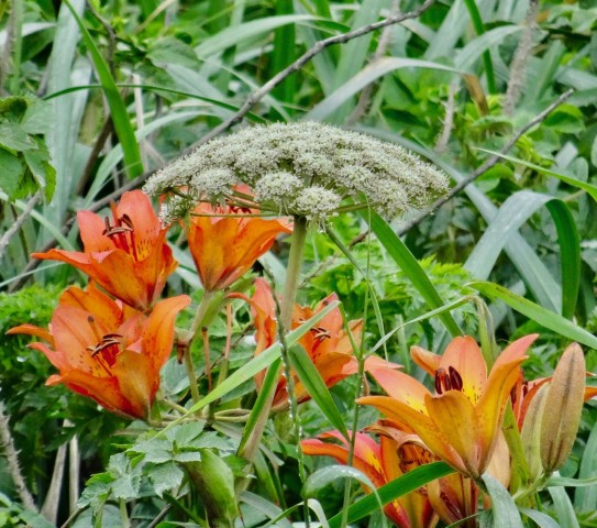 DSC04331
Фотограф: Сергей Буркацкий

Просмотров: 433
Комментариев: 0