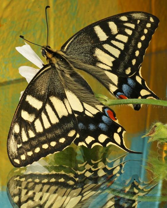 Фото 797
Фотограф: Сергей Буркацкий

Просмотров: 339
Комментариев: 0