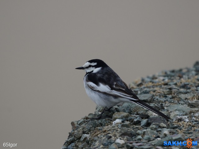 трясогузка

Просмотров: 414
Комментариев: 0