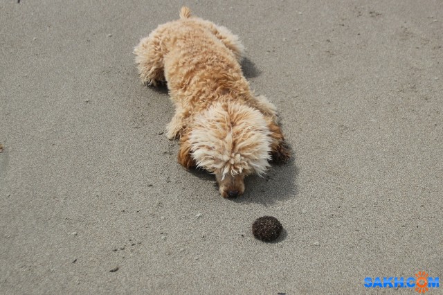 С морским ежом

Просмотров: 825
Комментариев: 5