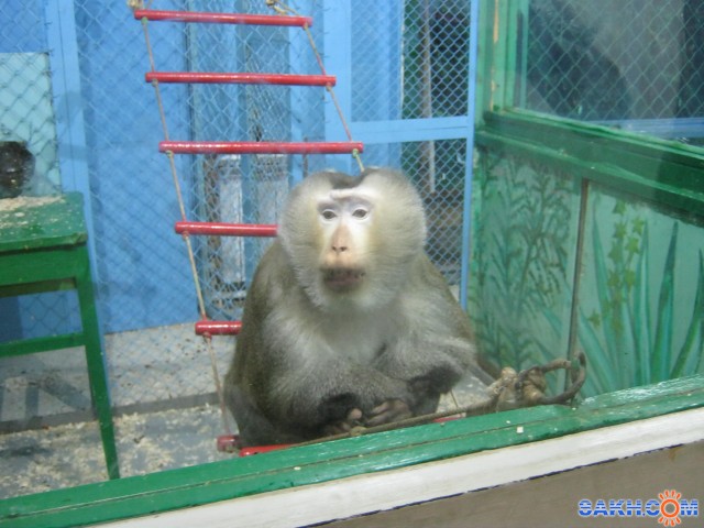 В зоопарке
Фотограф: mrnsin

Просмотров: 1275
Комментариев: 0