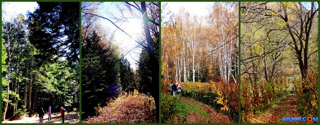 MyCollages000=