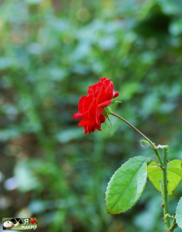 ***
Фотограф: Сергей Буркацкий

Просмотров: 980
Комментариев: 0