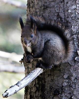 DSC04008
Фотограф: Сергей Буркацкий

Просмотров: 479
Комментариев: 0