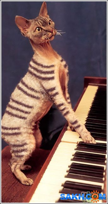 6
Фотограф: synthetic

Просмотров: 267
Комментариев: 0