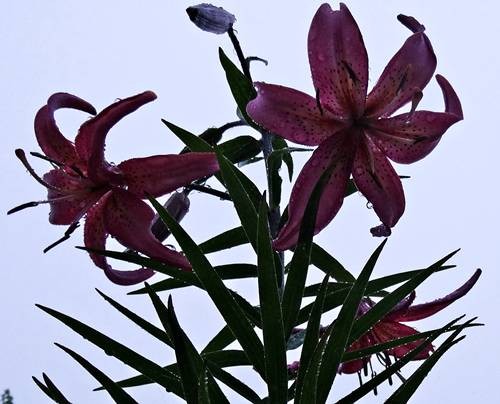 DSC00828
Фотограф: Сергей Буркацкий

Просмотров: 290
Комментариев: 0