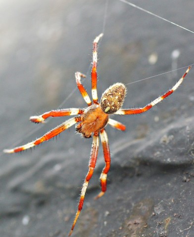 ***
Фотограф: Сергей Буркацкий

Просмотров: 711
Комментариев: 0