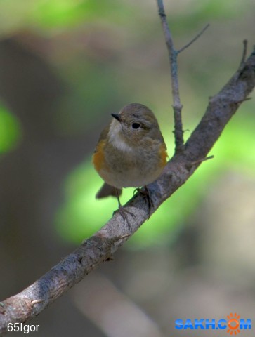 синехвостка

Просмотров: 762
Комментариев: 0