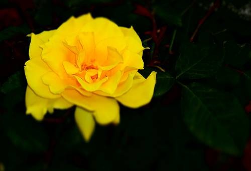 DSC03074
Фотограф: Сергей Буркацкий

Просмотров: 406
Комментариев: 0