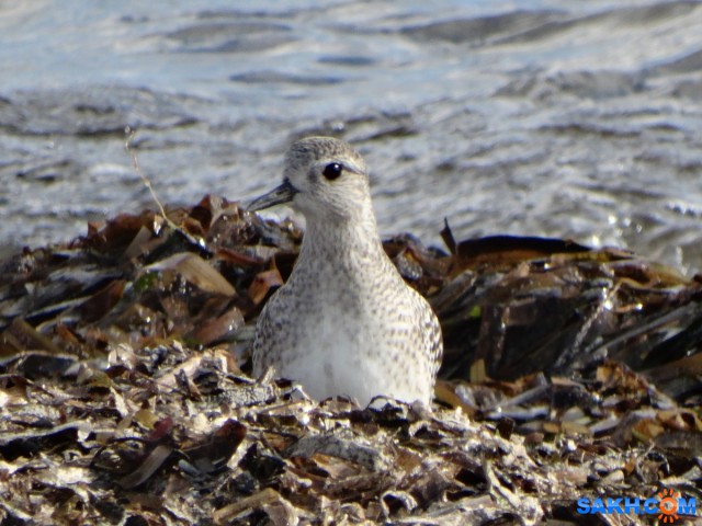 DSC03361_н

Просмотров: 573
Комментариев: 0