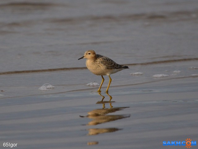 канадский песочник(желтозобик)
сахалин.корсаковский р-н

Просмотров: 626
Комментариев: 0
