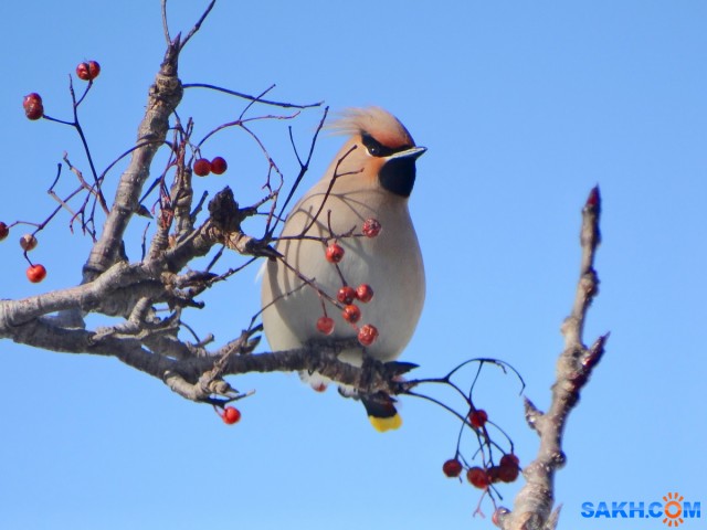 DSC05035_н

Просмотров: 359
Комментариев: 0