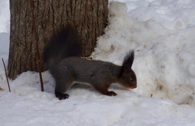 DSC03071
Фотограф: Сергей Буркацкий

Просмотров: 404
Комментариев: 0