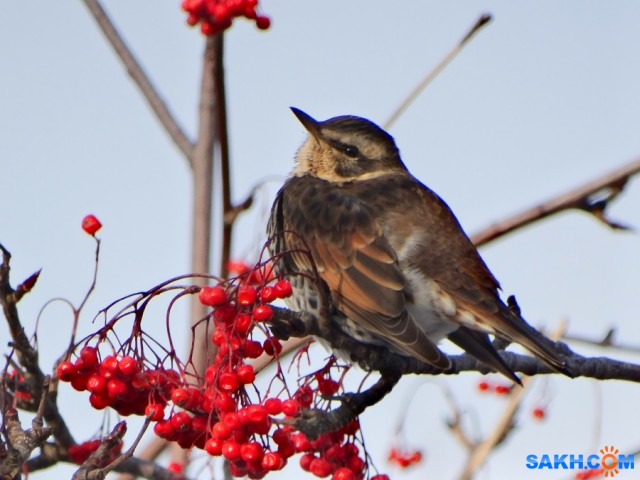 Бурый дрозд

Просмотров: 673
Комментариев: 0