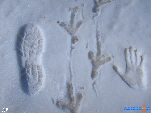 Следы