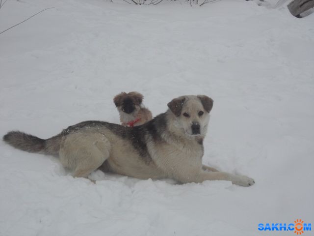 getImage (21)
Фотограф: Ирина

Просмотров: 2483
Комментариев: 0