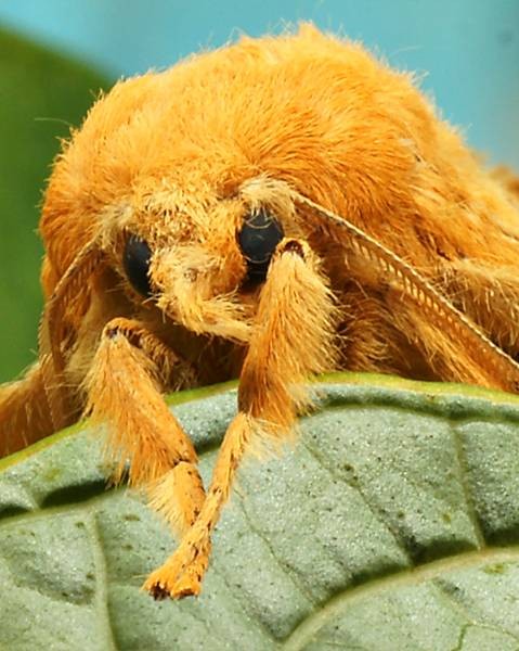 DSC02478
Фотограф: Сергей Буркацкий

Просмотров: 461
Комментариев: 0