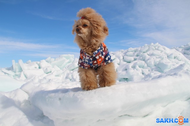 Люся

Просмотров: 828
Комментариев: 0