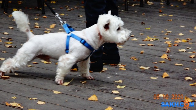 Встреча в парке.