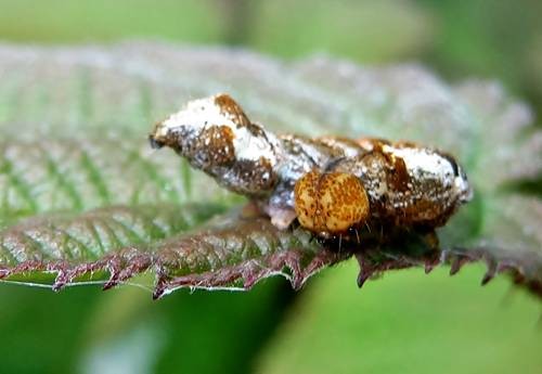 DSC03585
Фотограф: Сергей Буркацкий

Просмотров: 452
Комментариев: 0