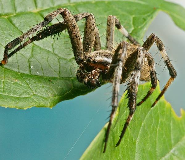 DSC02698
Фотограф: Сергей Буркацкий

Просмотров: 404
Комментариев: 0