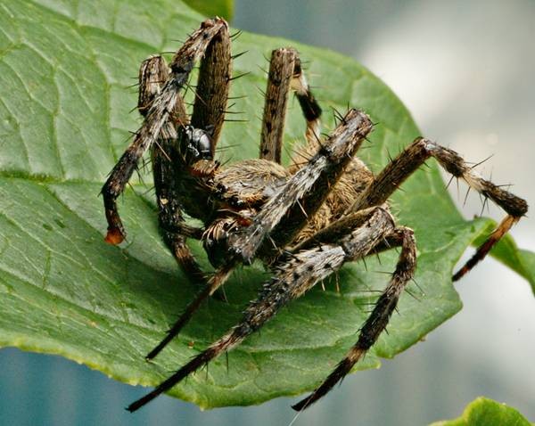 DSC02689
Фотограф: Сергей Буркацкий

Просмотров: 342
Комментариев: 0