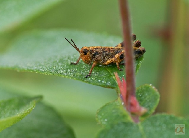 ***

Просмотров: 722
Комментариев: 0