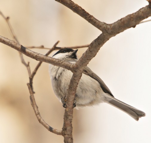 DSC07724
Фотограф: Сергей Буркацкий

Просмотров: 766
Комментариев: 0