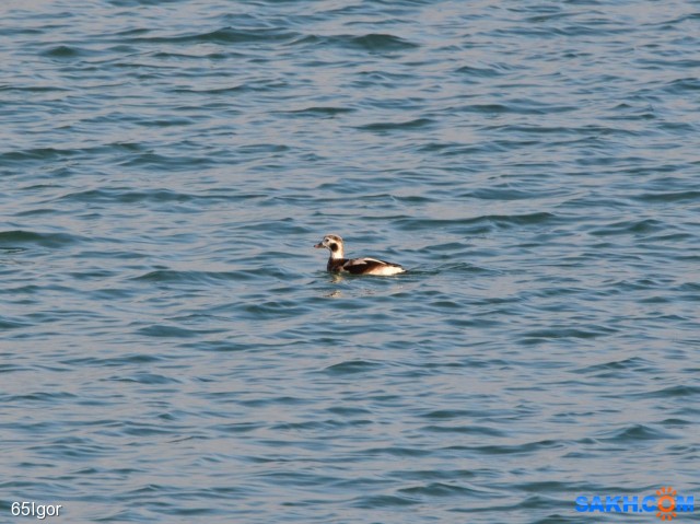 морянка

Просмотров: 736
Комментариев: 0