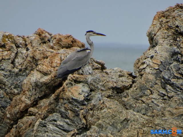 DSC04601_н

Просмотров: 362
Комментариев: 0