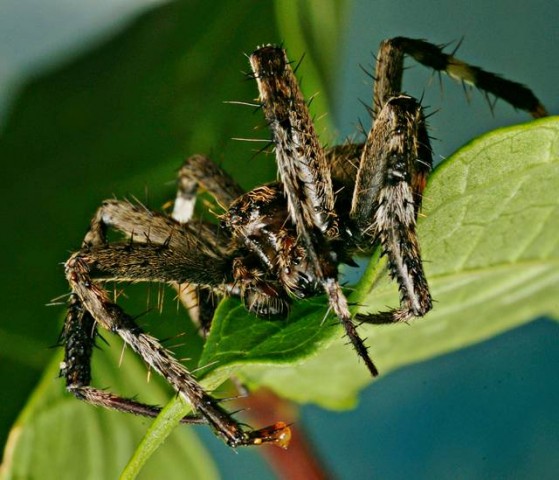 DSC02665
Фотограф: Сергей Буркацкий

Просмотров: 364
Комментариев: 0