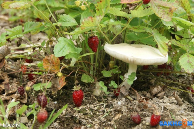 DSC01732
Фотограф: NIK

Просмотров: 453
Комментариев: 0