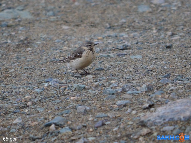 конёк гольцовый
охотское,

Просмотров: 824
Комментариев: 0