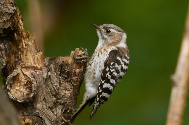 Малый острокрылый дятел
Фотограф: VictorV
Japanese Pygmy Woodpecker
Просмотров: 785
Комментариев: 1