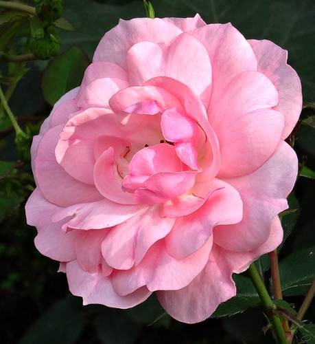 DSC00447
Фотограф: Сергей Буркацкий

Просмотров: 322
Комментариев: 0