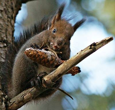 DSC04237
Фотограф: Сергей Буркацкий

Просмотров: 698
Комментариев: 3