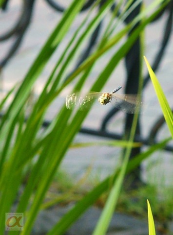 ***
Фотограф: Сергей Буркацкий

Просмотров: 916
Комментариев: 0