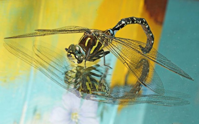 DSC02390
Фотограф: Сергей Буркацкий

Просмотров: 611
Комментариев: 0