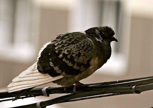 DSC05098
Фотограф: Сергей Буркацкий

Просмотров: 538
Комментариев: 0