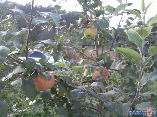 урожай 2010

Просмотров: 1878
Комментариев: 0