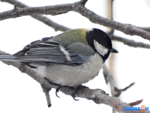 DSC06345_н

Просмотров: 634
Комментариев: 0